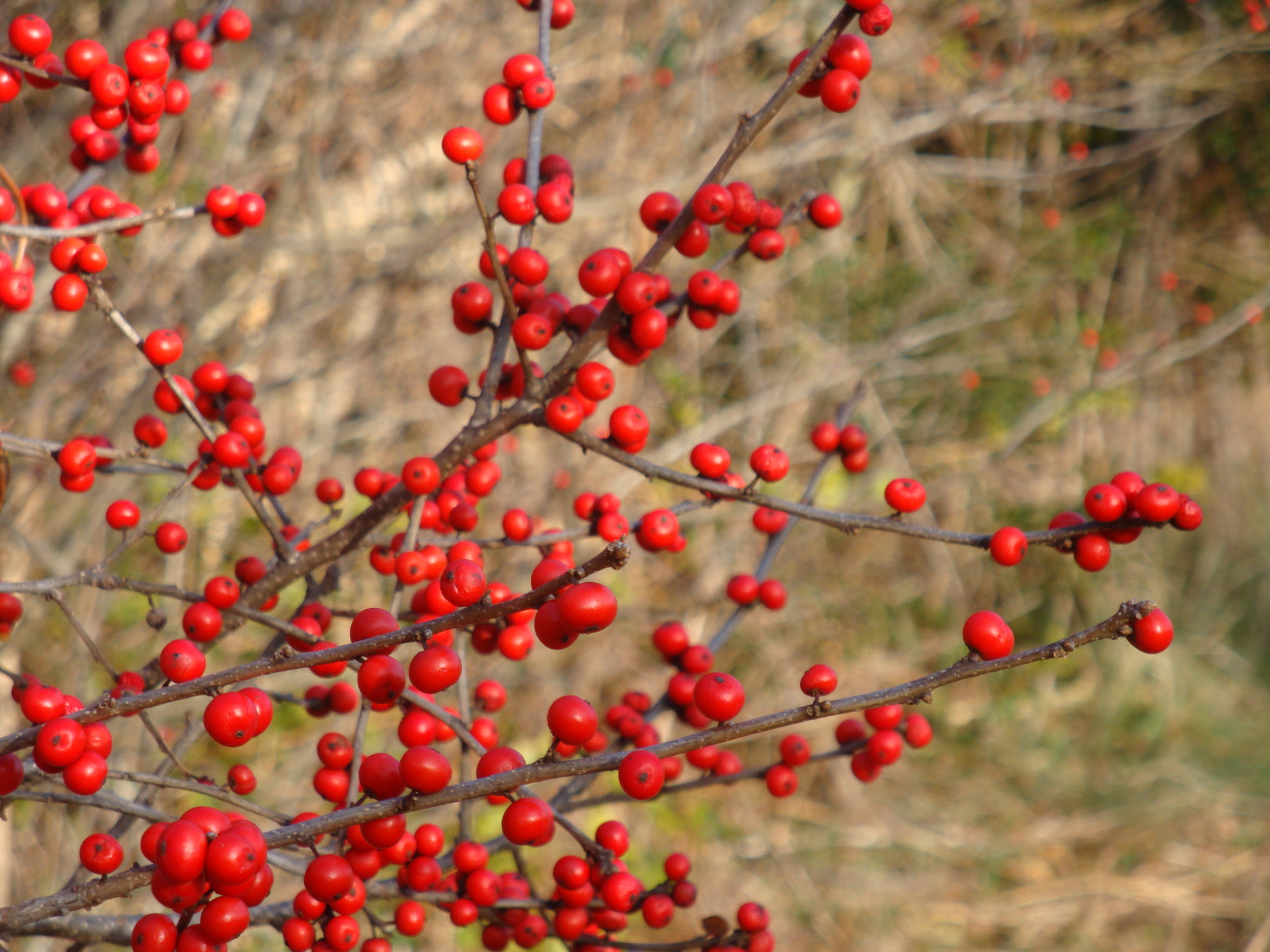 Winterberry MF: I love the transparent local landscape in November embellished by the screaming red of Winterberries, their scarlet fruits being visible from half a mile away, a deciduous holly (Ilex verticillata). Why is it not grown more in local suburbia- or even in UK gardens? Imagine lines of red marching across a flat French landscape. JAG: We’re starting to plant it in the native hedgerow that surrounds the Garden but which clone is best for us? Elsewhere one sees red berries in December, maybe even later, but most of our berries are gone before December. I don’t think flocks of robins are eating them in December (unlike the local evergreen holly that is covered with robins.) Maybe we just have early clones? Or maybe they are plundered by a large population of wild mice and voles? Some day it would be nice if there were enough small rodents to reestablish a Barn Owl population.