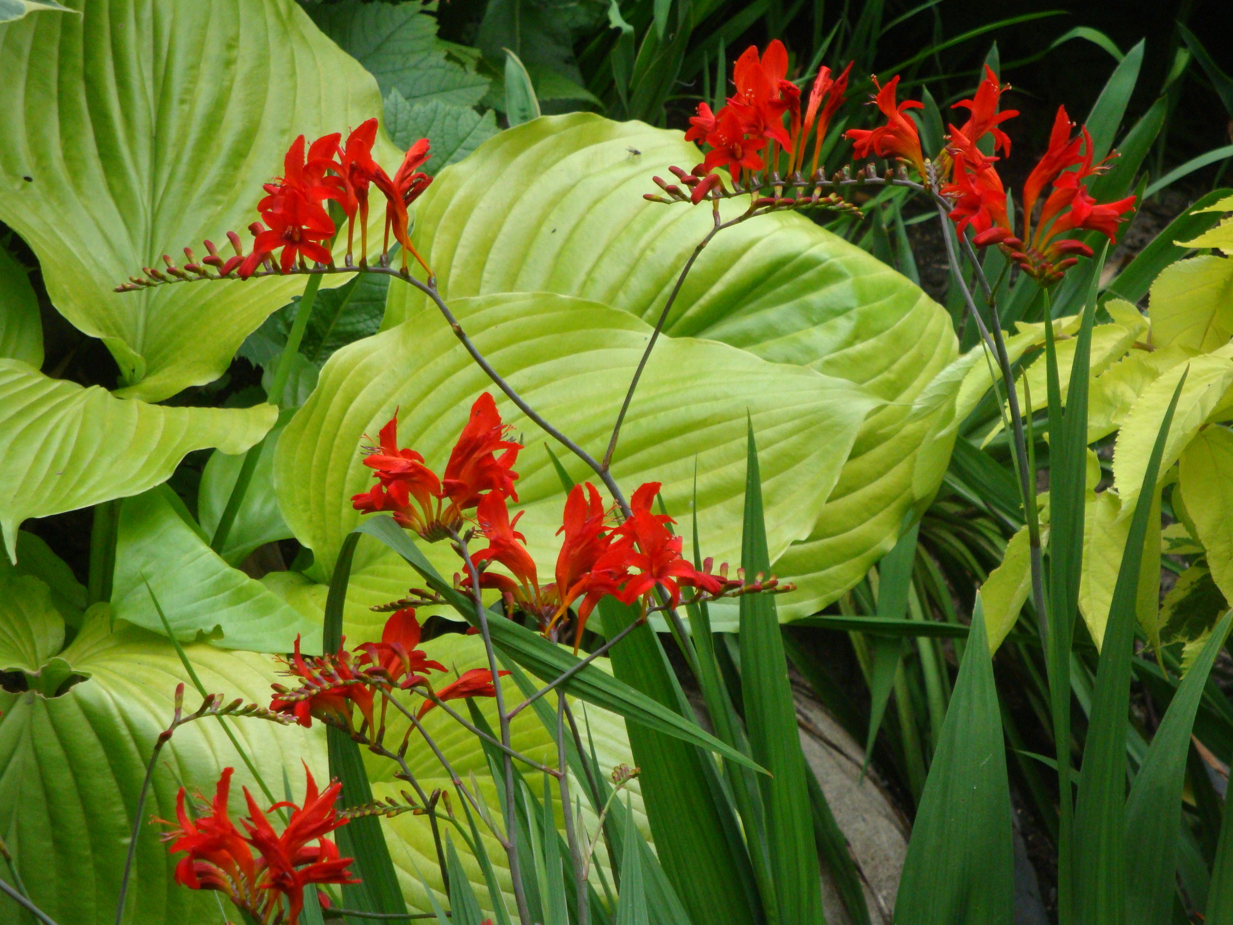 Exciting Combinations Isn't it amazing how this yellow-leafed Sum and Substance Hosta sets off the color of Crocosmia Lucifer? "It is not just the plants, but how they are used" is the mantra. In theory, perfect color combinations should enable a plant to look better. A successful juxtaposition exaggerates each plant in the mix, working not only for color, but also, shape. Sakonnet's objective in this quadrant is to create the feeling of a subtropical jungle. This is different from "exotic" gardening in the UK. Our muse is different, to create a place that might feel like a real place in the subtropics, with large textures, too, but also, twining faux-lianas, petals from unseen heights overhead dropped onto the ground, bamboos, giant ferns and restricted flower color. After many visits to tropical and subtropical forests around the world when working on Bronx Zoo exhibits we were moved by the idea of recreating a (feeling of) jungle. (2014)