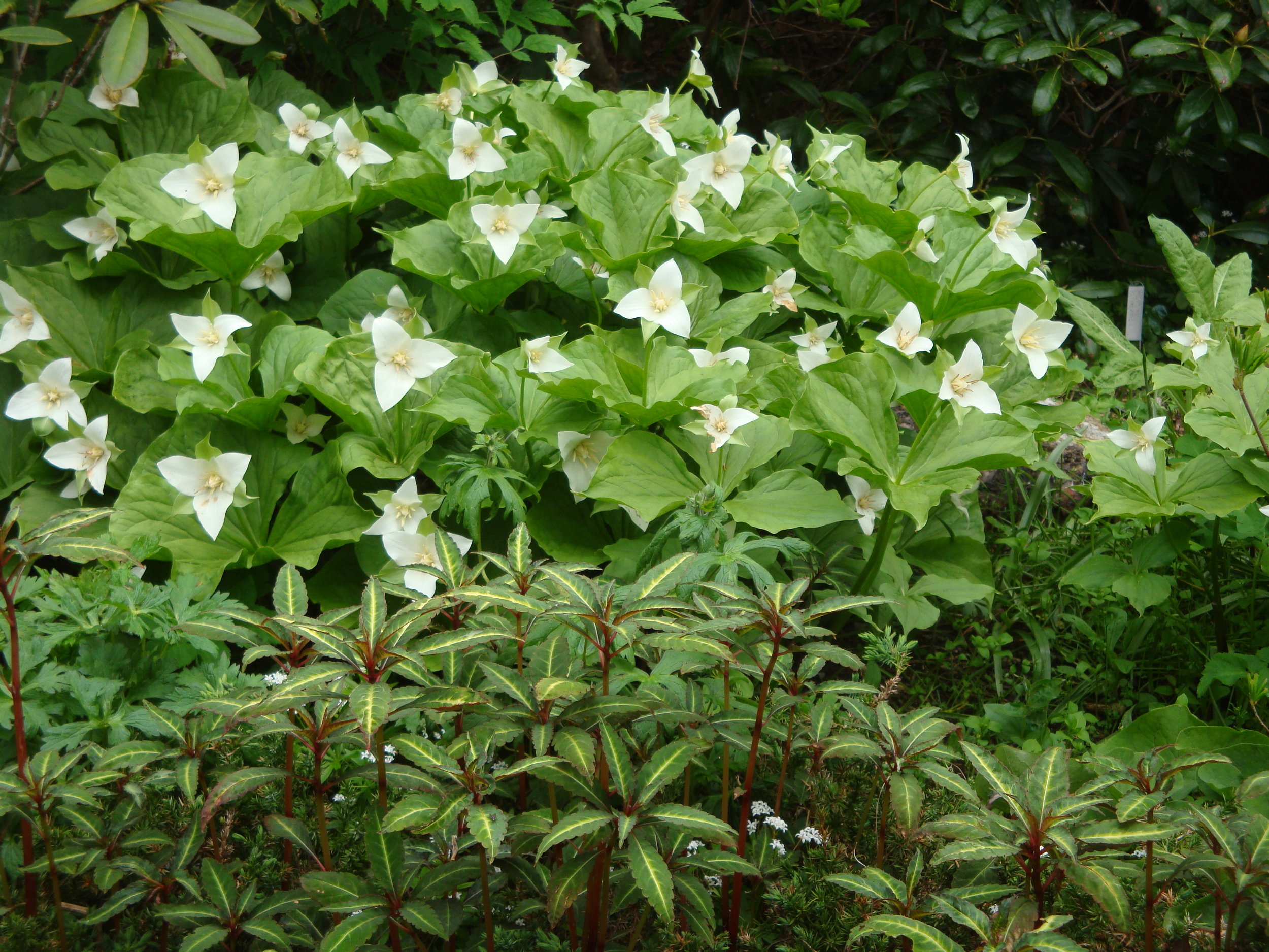 trillium-flexipes_8517351510_o.jpg