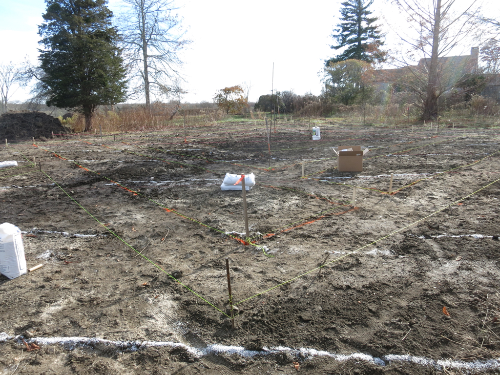 "Pollinator Plus" (a New Garden) In 2014 Sakonnet Garden expanded. Two kinds of native Milkweeds had already been growing in the field near the main garden suggesting that this site would be perfect for growing many field flowers wanted by pollinators. Our target was to support the widest possible biodiversity of butterflies, native bees, wasps and even specialty flies that pollinate flowers. To prepare the soil for planting we attacked the laborious job of hand digging the field by ourselves, prying out the subterranean labyrinths of European Bittersweet and Multiflora Rose roots inch by inch. Progress was slow, so we had to splurge on a crew with a backhoe to dig the rest of the 3/4. Only then could we lay out paths for a maze-like flower garden for pollinators. In April 2015 the new site was planted with perennials - plugs and bare root plants. To protect the tilled surface from an immediate knapweed invasion, most of the new plantings were overseeded with Creeping Red Fescue. We continue to experiment with this low grass as a dense cover crop for that keeps weeds, especially knapweed from germinating. By spring 2016 the fescue had worked well around big strong plants but more delicate or short plants like Agastache Blue Fortune, Butterflyweed, Salvia and Stachys was struggling in the thick fescue. Only four knapweed seedlings struggled through- a success in part. 