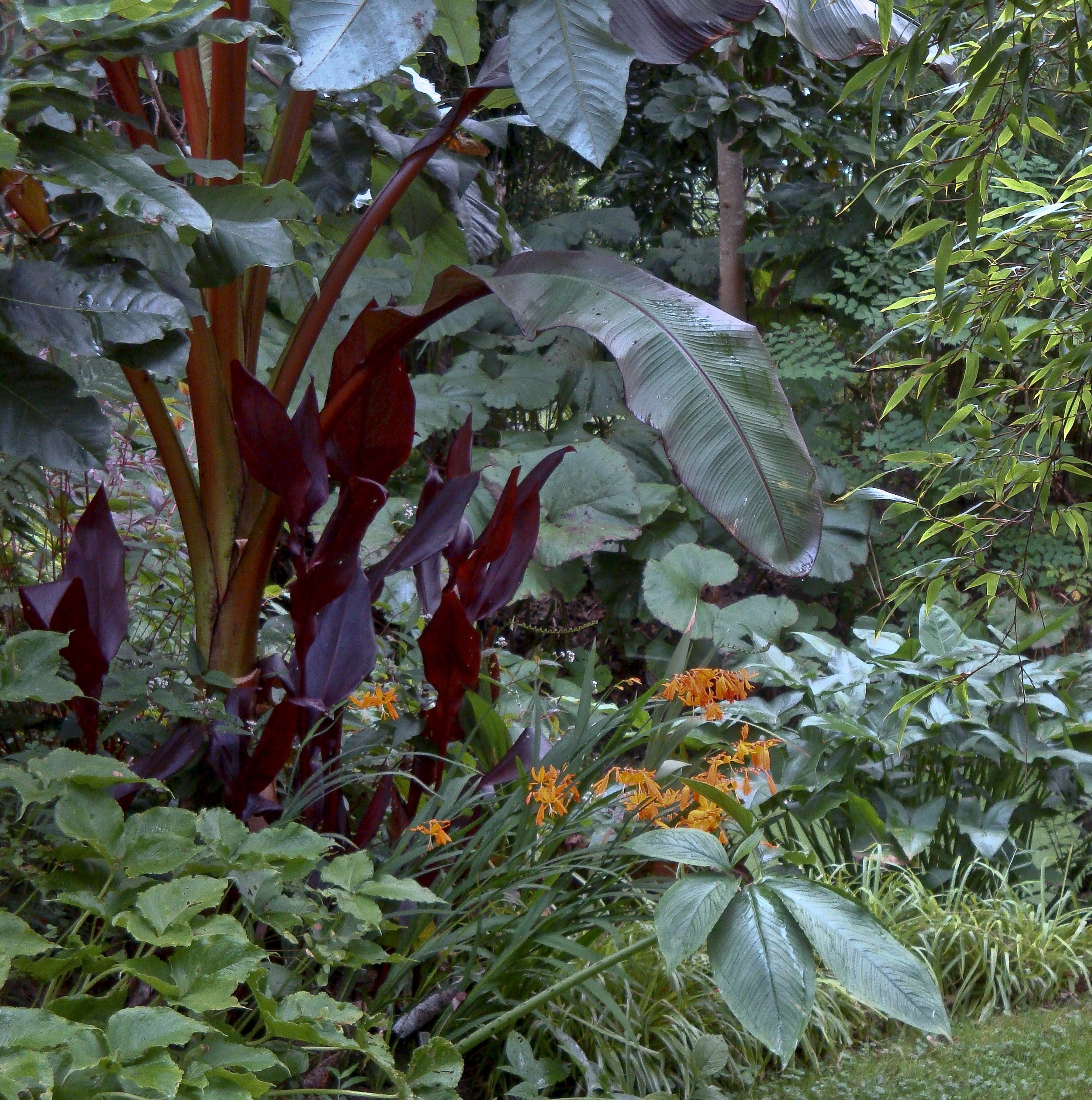 Jungle Feelings JAG: Almost a quarter of our garden is devoted to large leaved foliage plants reminiscent of equatorial forest. We were lucky to have started this neo-victorian patch twenty five years ago; giant-leafed Paulonia, native florida Magnolia ashei, a backdrop high wall of wind-protecting bamboo, palmetto clusters, our big Trochodendron, black bamboo clumps and hundreds of exuberant ferns and Petasites now are a mature backdrop for new faux tropical experiments. We certainly have tried out many candidates for the subtropical garden, but his red banana must be a decade old. MF: Burle Marx was unknown to most when John started this endeavor to keep the tender tropical nurseries in business. This garden has provided its own stimulus plan. When we have wet summers it is spectacular. 