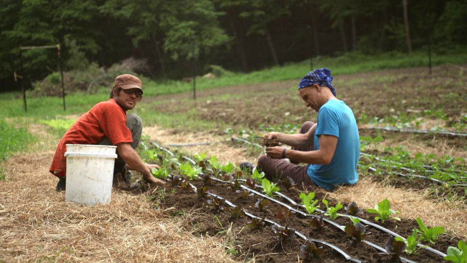 Help us cultivate locally grown food.