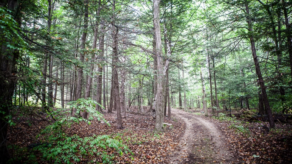 Hiking Trails!