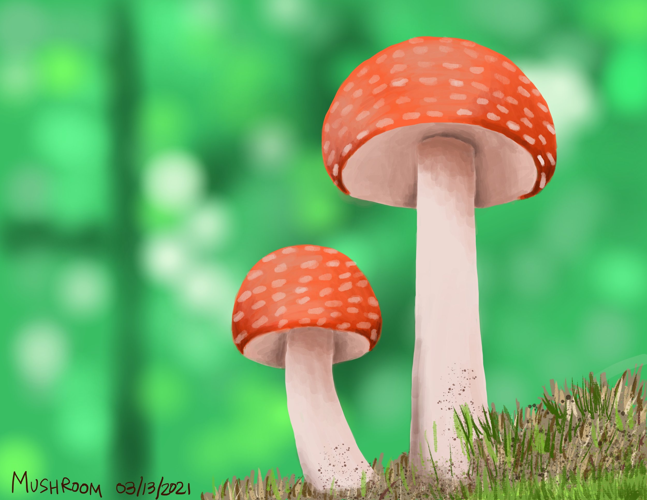 Mushrooms_31321.jpg