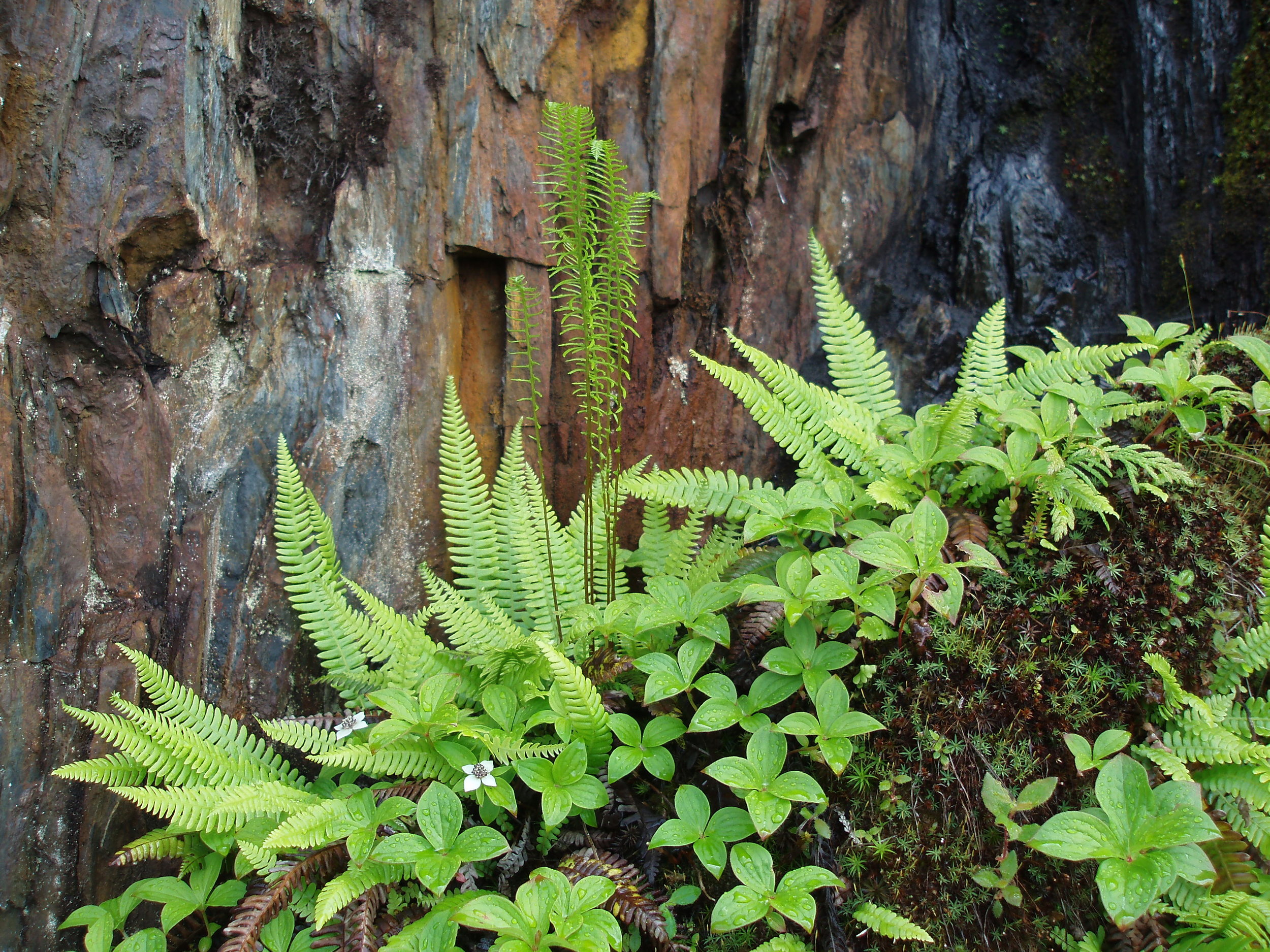 Blechnum_spicant.JPG
