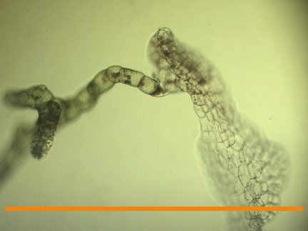 A "dead" gametophyte (clear, brown cells) gives rise to a new filament (green). These are protonemal in nature and will give rise to a new gametophyte. Orange bar = 1 mm.