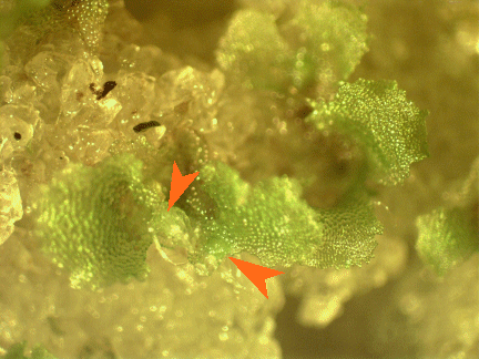 Sporophytes emerge from M. gracilis gametophytes. On M. gracilis , the sporophyte pad (light green structure at right arrow) is light green. It may be brown on your favorite species. The emergent sporophyte is preceded and surrounded by a mass of white hairs (trichomes; left arrow).