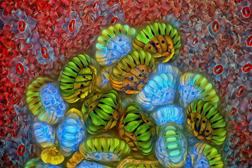 Figure 3. Sporangia grouped into a sorus. Courtesy of Rogelio Moreno .