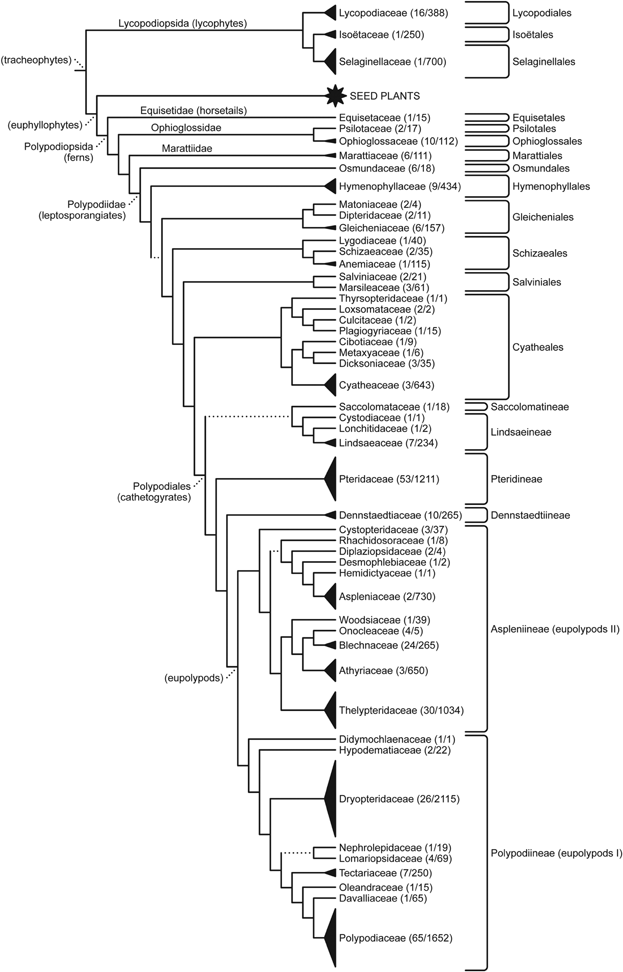Figure 5. Currently accepted phylogeny of ferns, according to the Pteridophyte Phylogeny Group (PPG 1).