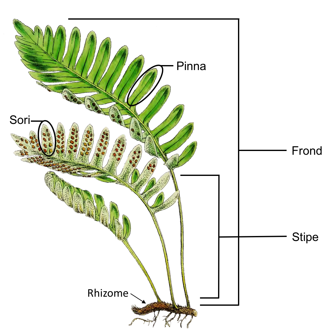 Parts Of A Fern Plant
