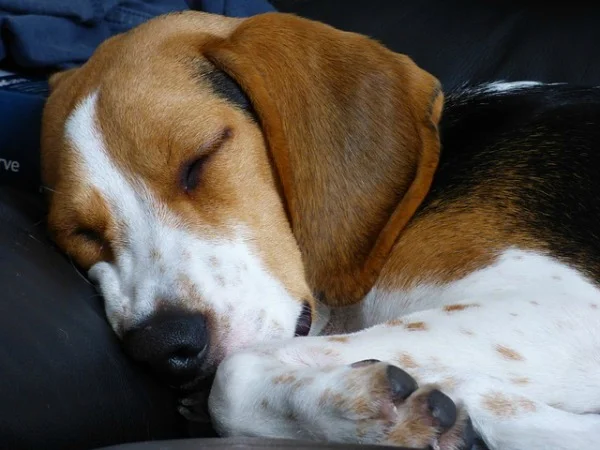 sleeping_dog_600x450