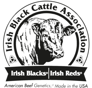 Irish Blacks developed from fifty years of a performance based line breeding program. Today, Irish Blacks are consistent, uniform, and super efficient. The genetic makeup of Irish Blacks is protected and verified by the IRISH BLACK trademark. Irish Blacks have superior fertility, light birth weights, fast maturity, top feed efficiency, high milk and weaning weights, moderate frames, and dark hides. Irish Blacks possess line-bred genetic strength to dominate when bred to other beef cattle. The result is a well balanced, efficient, superior performing calf. With the challenges faced by today's cattle producers, Irish Blacks offer unique opportunities. Utilizing Irish Black genetics, a commercial cattle operation can effectively battle constantly rising production costs by improving fertility performance, increasing pregnancy rates, and lowering feed bills. The efficiency of Irish Black cattle is unmatched in the cattle industry. In fact, no other beef breed comes close to the 4.79 average conversion rate proven by a recent pen of half blood Irish Black feedlot steers. The bottom-line financial impact of that kind of feed efficiency for a producer running 100 head of average beef cows; is that same producer can run approximately 120 head of half blood Irish Black females on the same feed those 100 head of average beef cows consume!