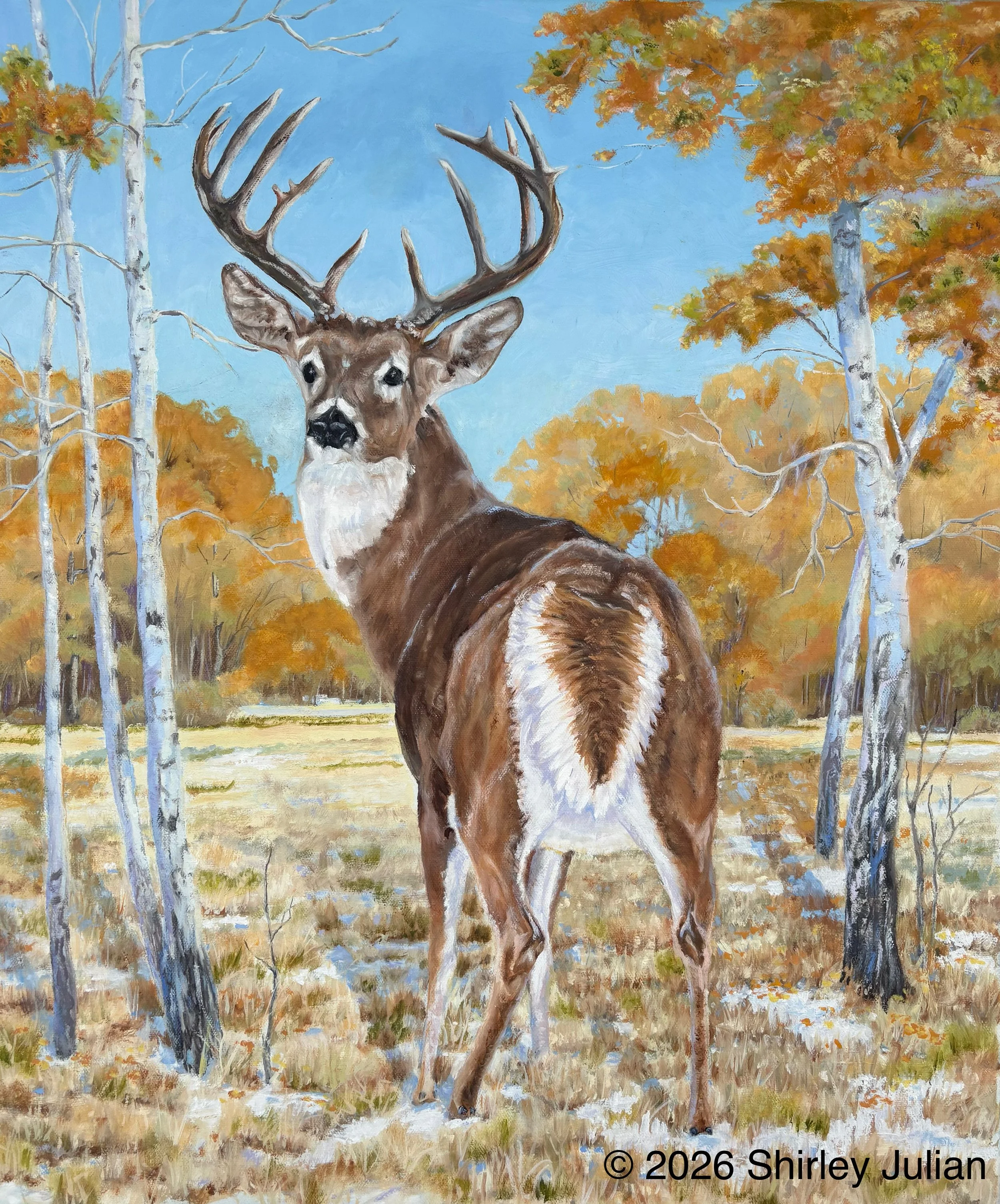 White Tail, oil on canvas, 20" x 24", unframed, $400 (Copy)