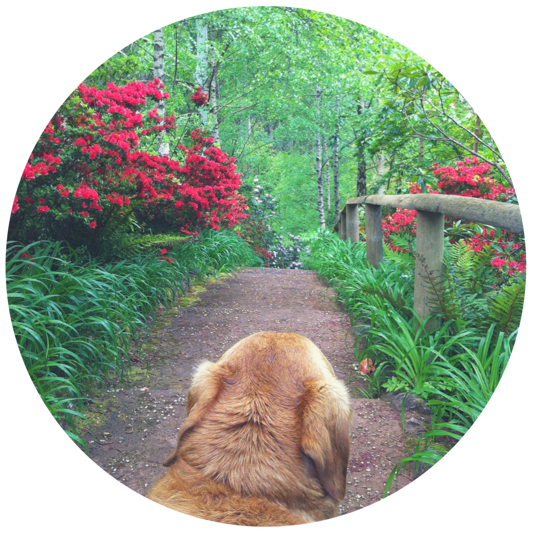 round rupert.png