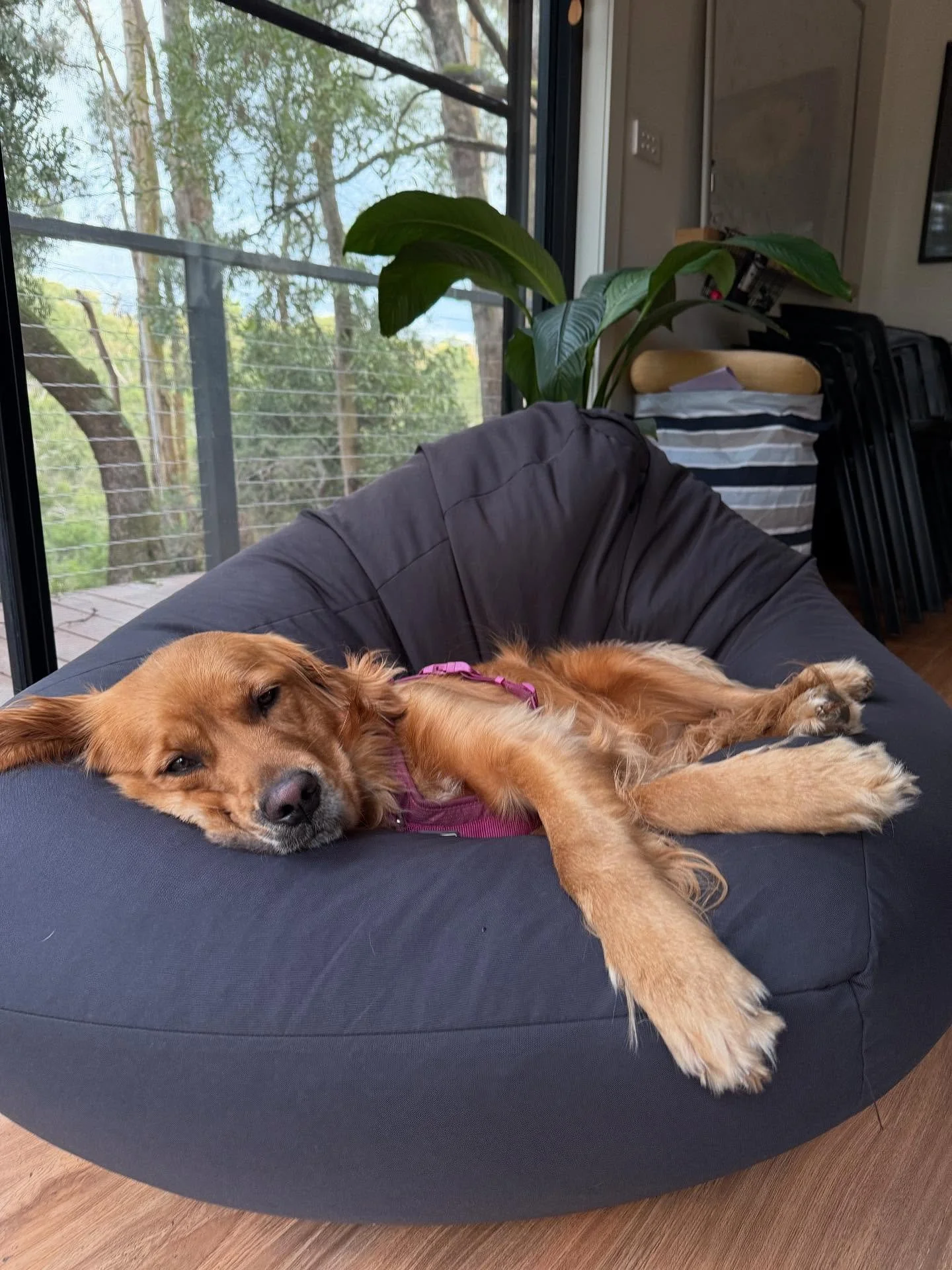 Hanging out in the studio while she&rsquo;s doing zoom sessions 🥱