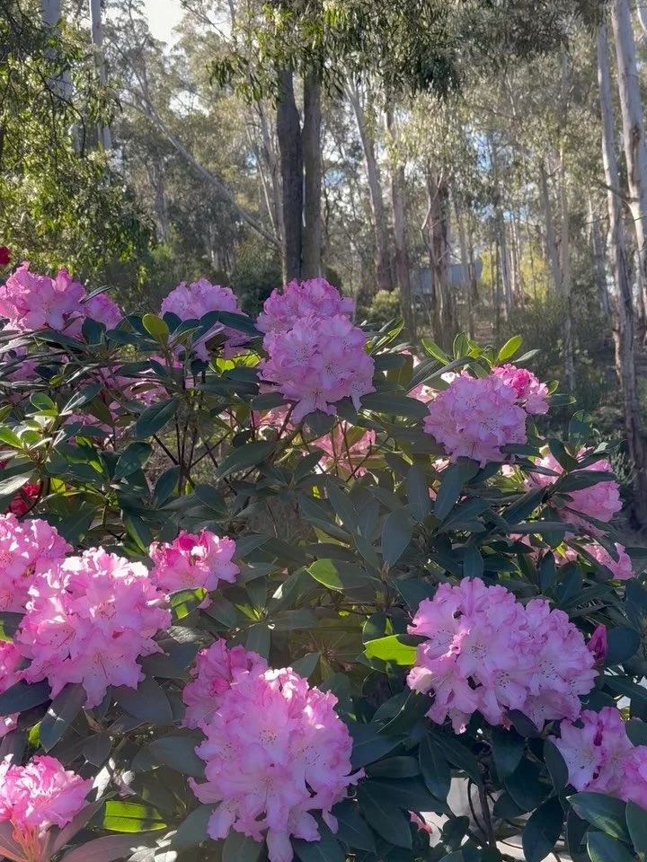 Spring is here 🥰 if you&rsquo;d like to do a spring clean 🧼 of your energy join me for a mini-retreat. Get individual kinesiology testing for the guidance you need in this period of growth and renewal, enjoy a blissful qigong practice, meditation a