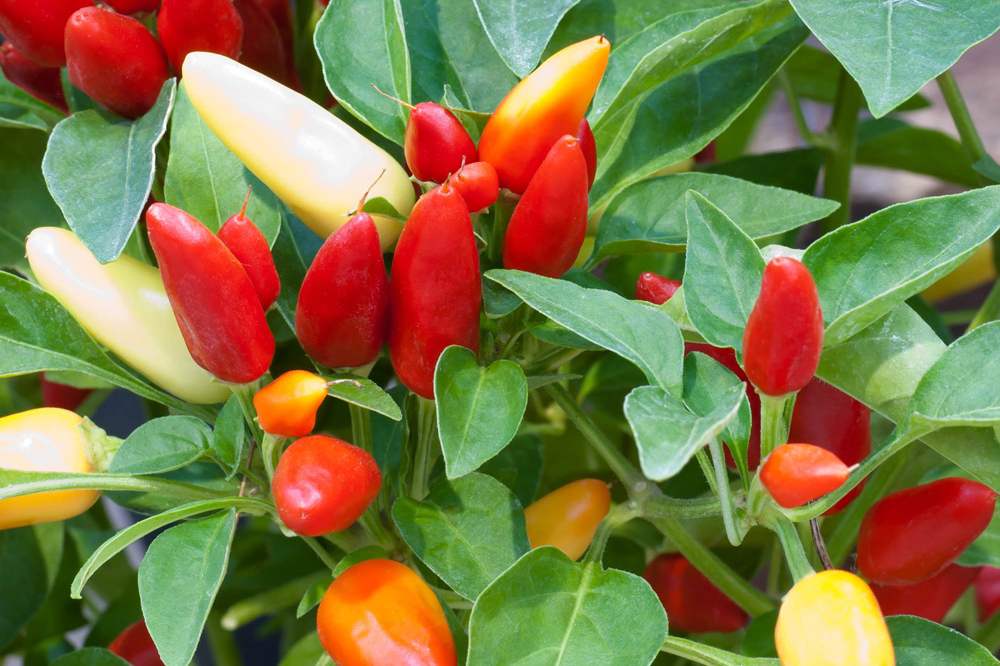 Prairie Fire Chilli