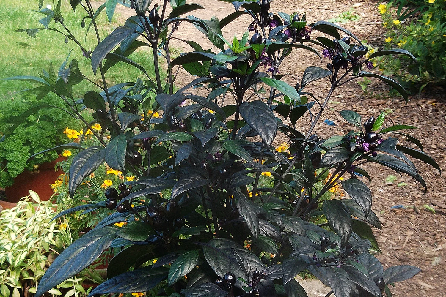 BLACK PEARL CHILLI PLUG