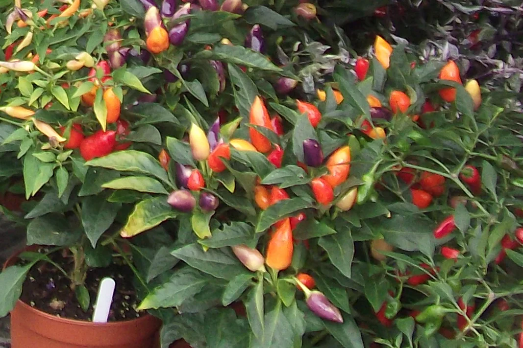 RAZZAMATAZZ CHILLI PLUG