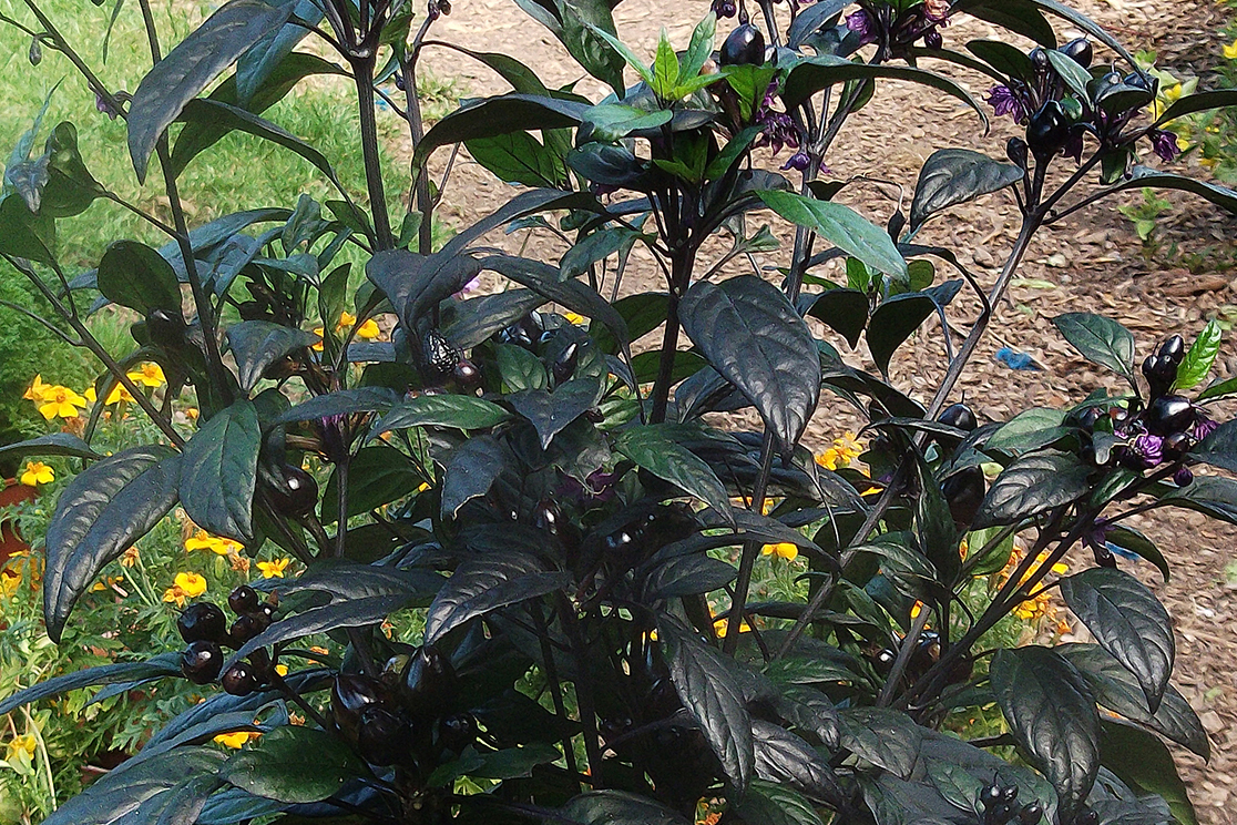 BLACK PEARL CHILLI