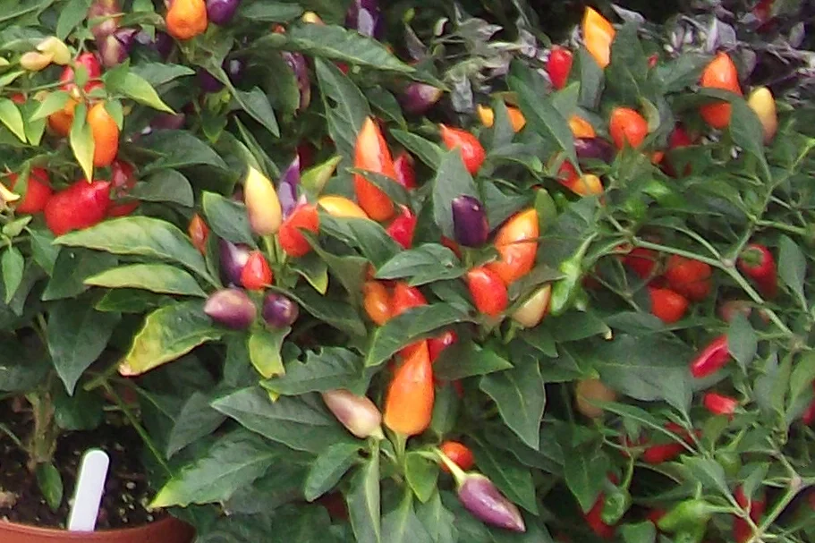 RAZZAMATAZZ CHILLI