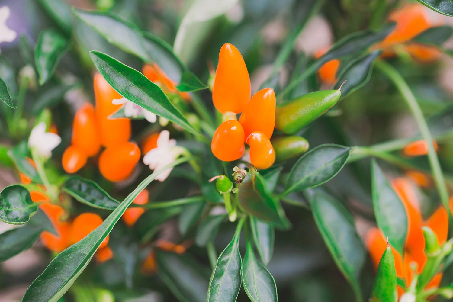 ORANGE WONDER CHILLI