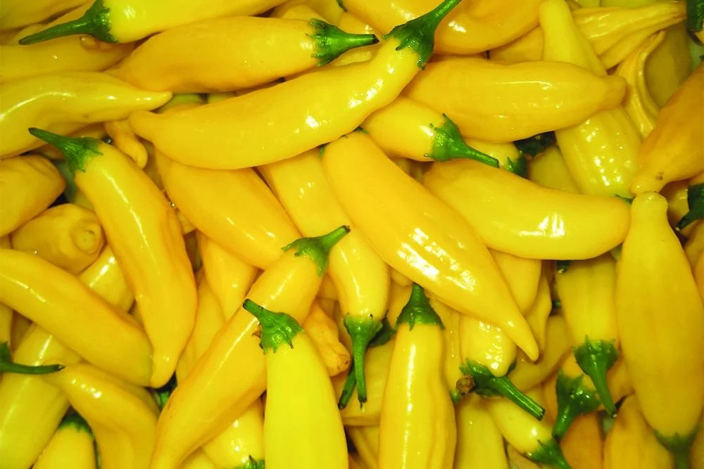 LEMON DROP CHILLI PLANT  The Culmstock Chilli Co.