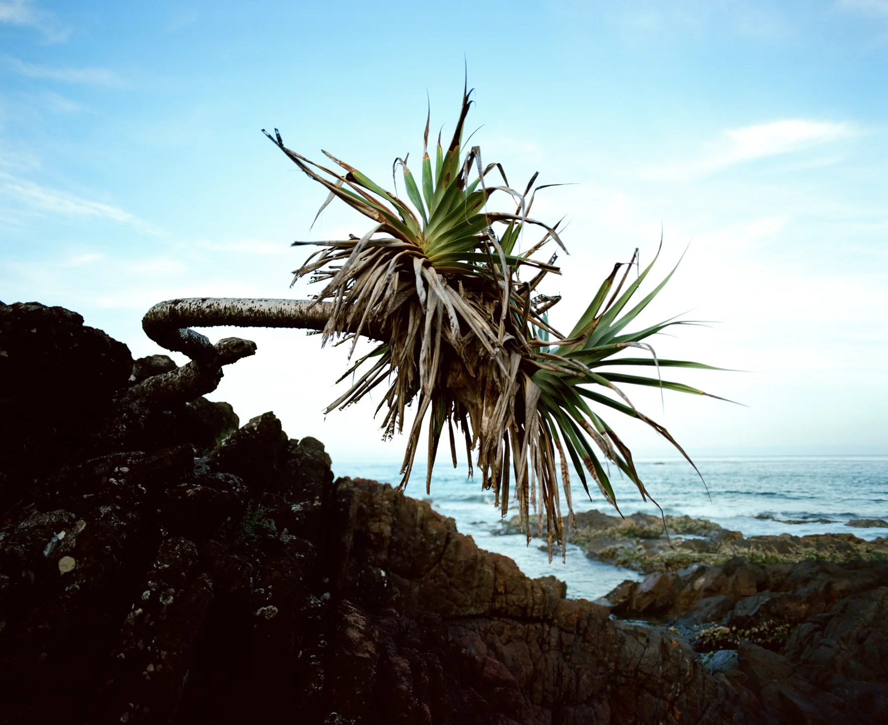 Pandanus, Screwpine.