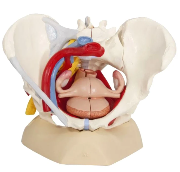 Pelvic Organ Prolapse: A Full Body &amp; Lifestyle Approach - A Physical Therapy Perspective