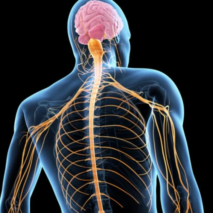 Gender Differences in Processing and Perceiving Chronic Pain 