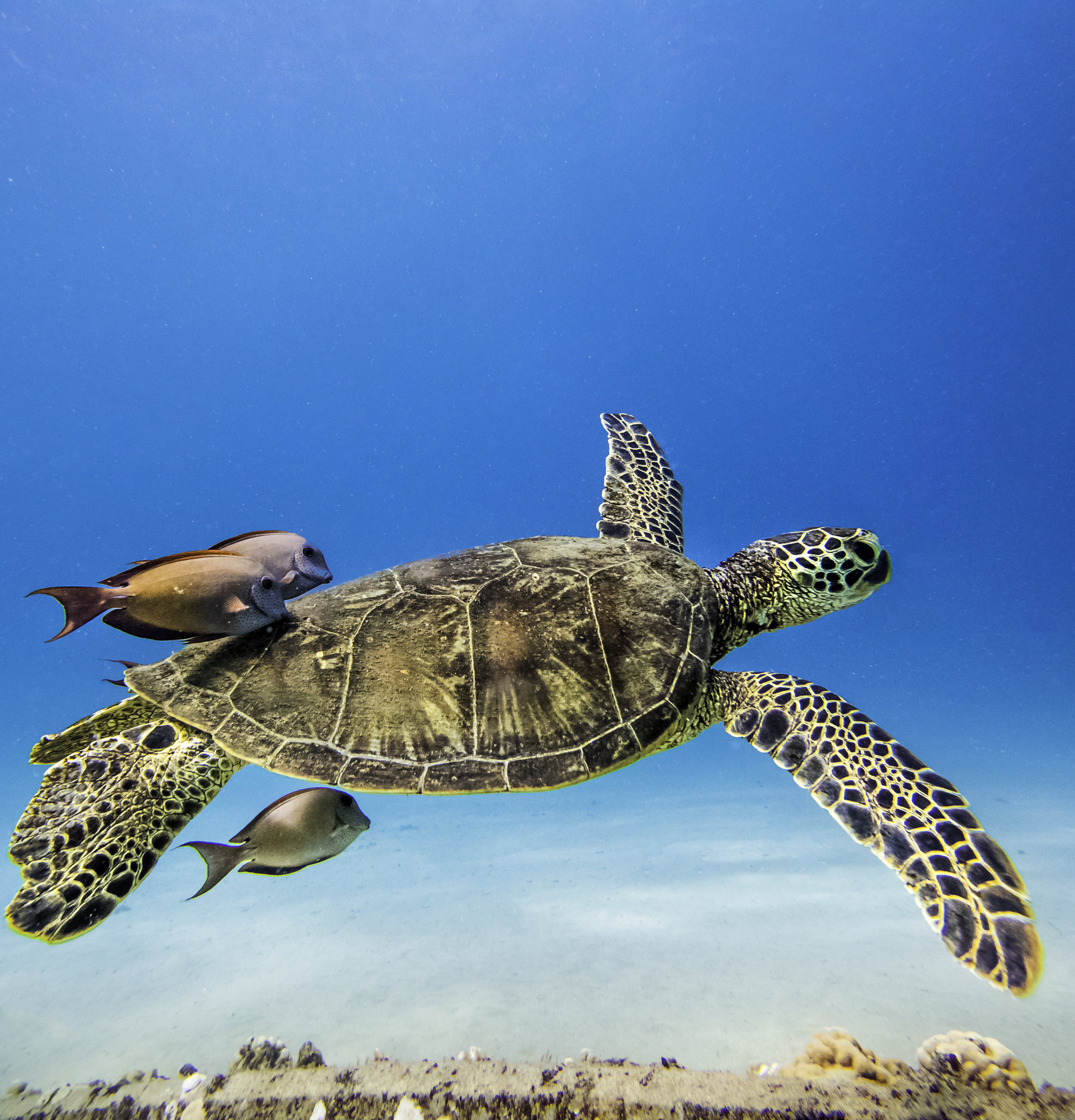 instagram turtle.jpg