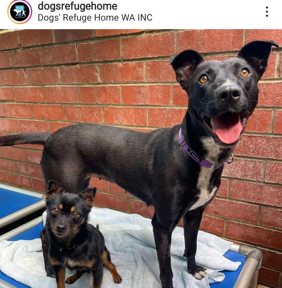 PSA! These beauties are up for adoption at @dogsrefugehome 
They're names are Tikka and Masala, such an adorable duo! 😍😍
.
Spreading a little awareness this week to help connect these angels with a forever home
.
#dogsofinstagram #dogfriendlycafe