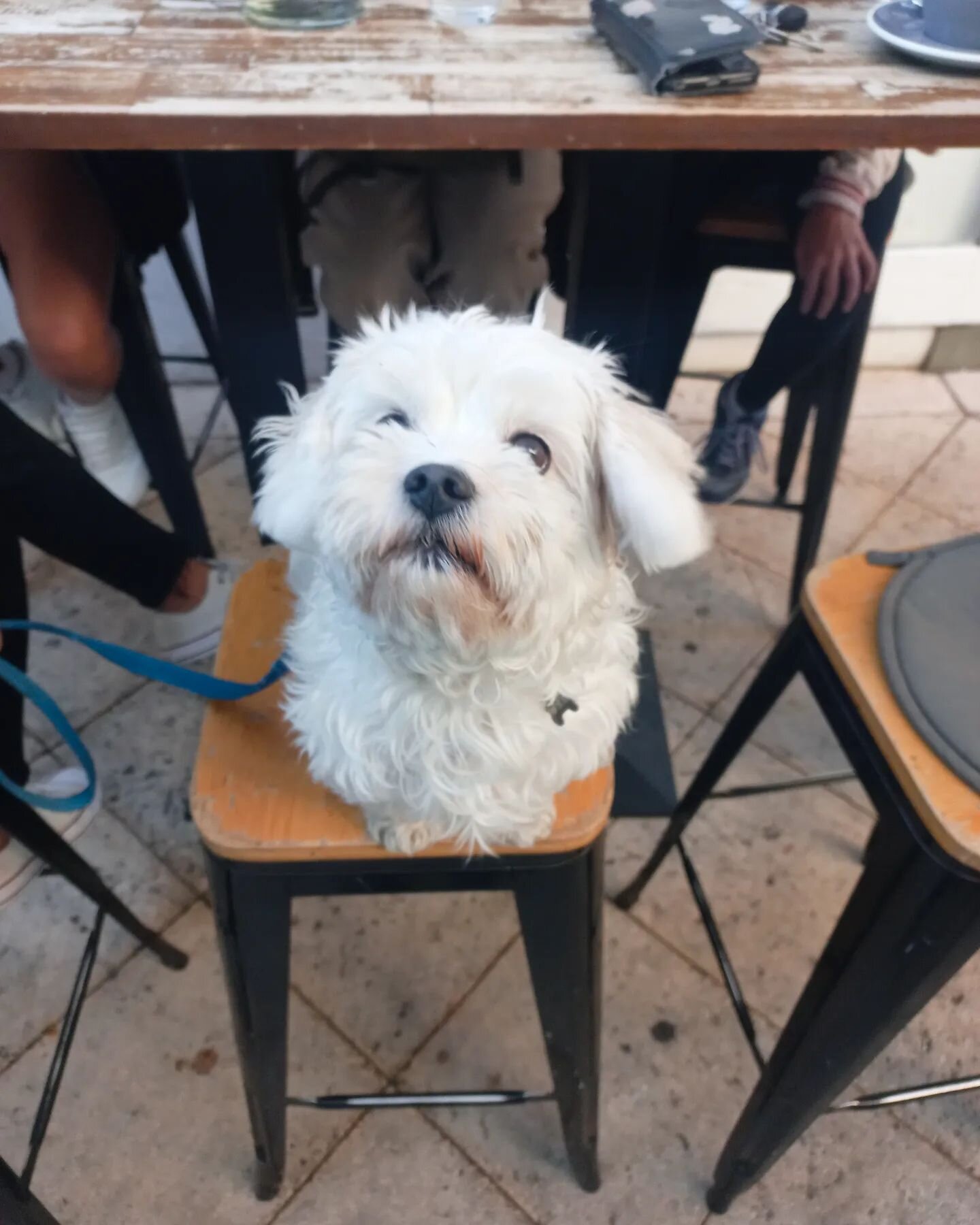 This is Egg 🥚😍
They're here to remind you that we're dog friendly! 
.
#facefillingawesomeness #duckduckbruce #fremantle #cafe #freocafe #dogfriendly
