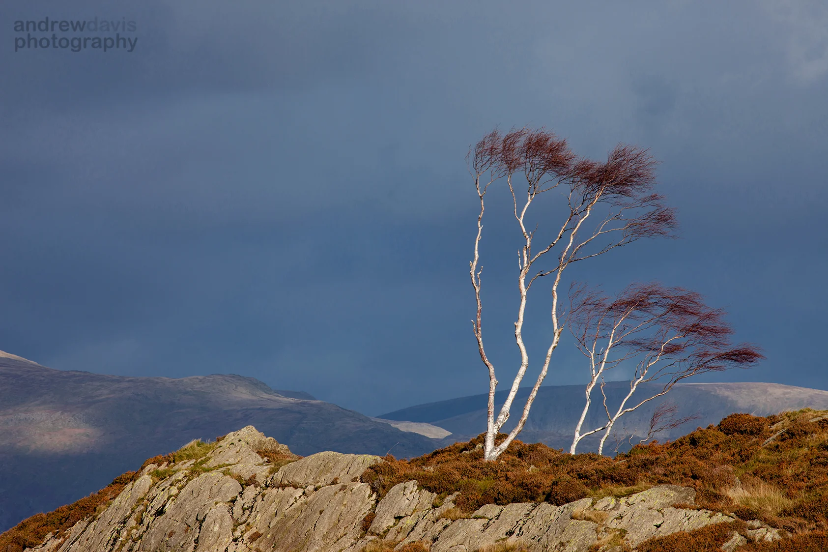 Silver Birch 3_72dpi-1833.jpg