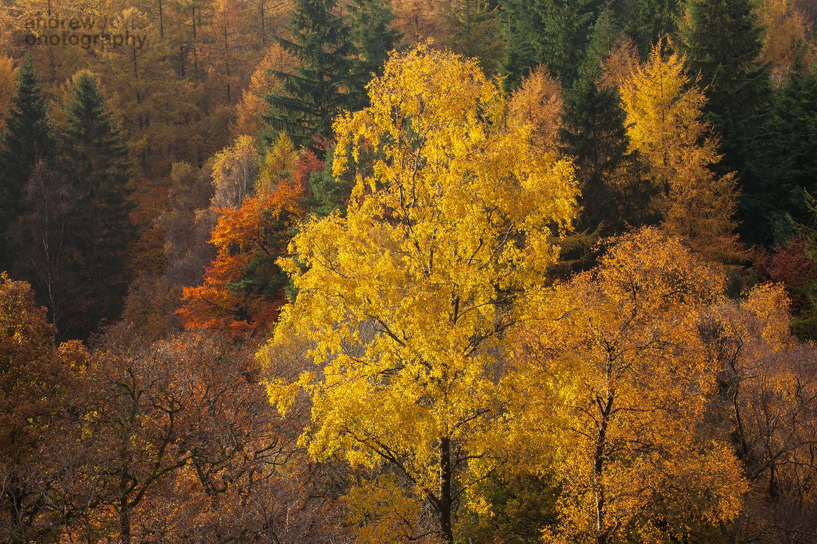 Golden Birch 1_72dpi-1672.jpg