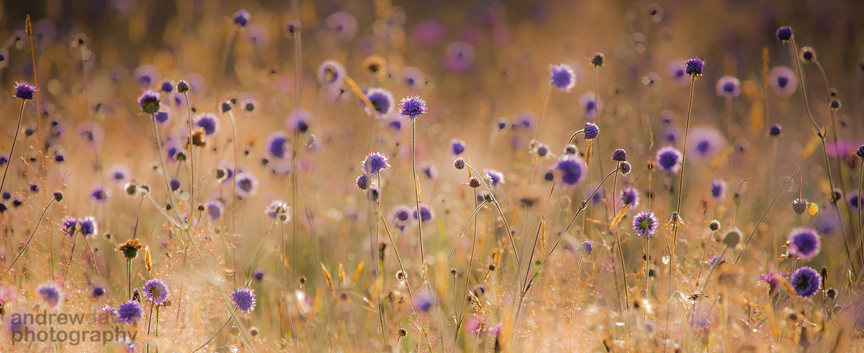 Devils_Bit_Scabious_Meadow_Backlit_72dpi-7129_.jpg