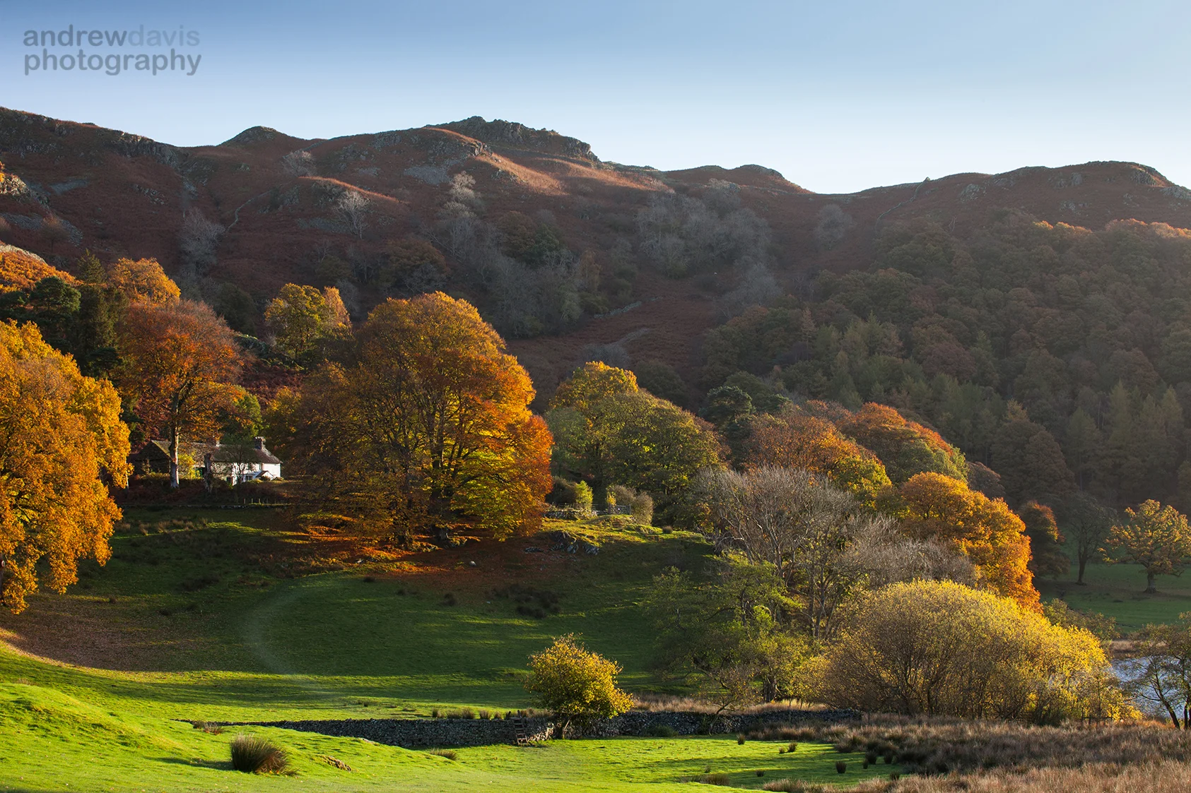 Loughrigg Beech 6_72dpi-1714.jpg