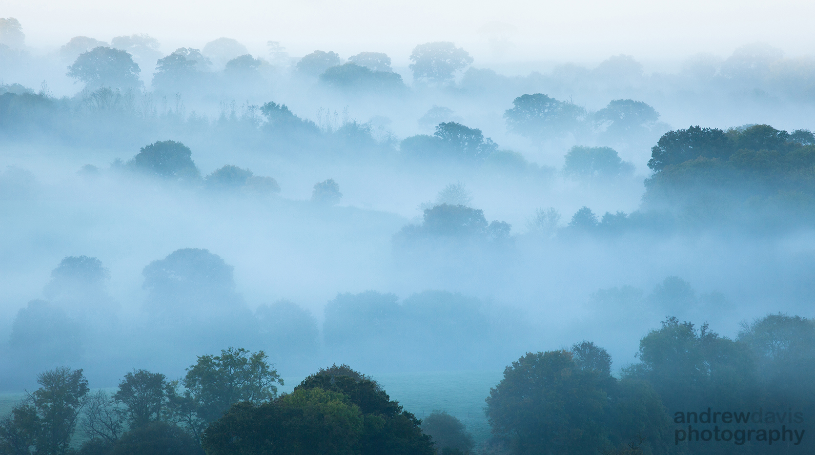 Misty Trees 1_72dpi-1405.jpg