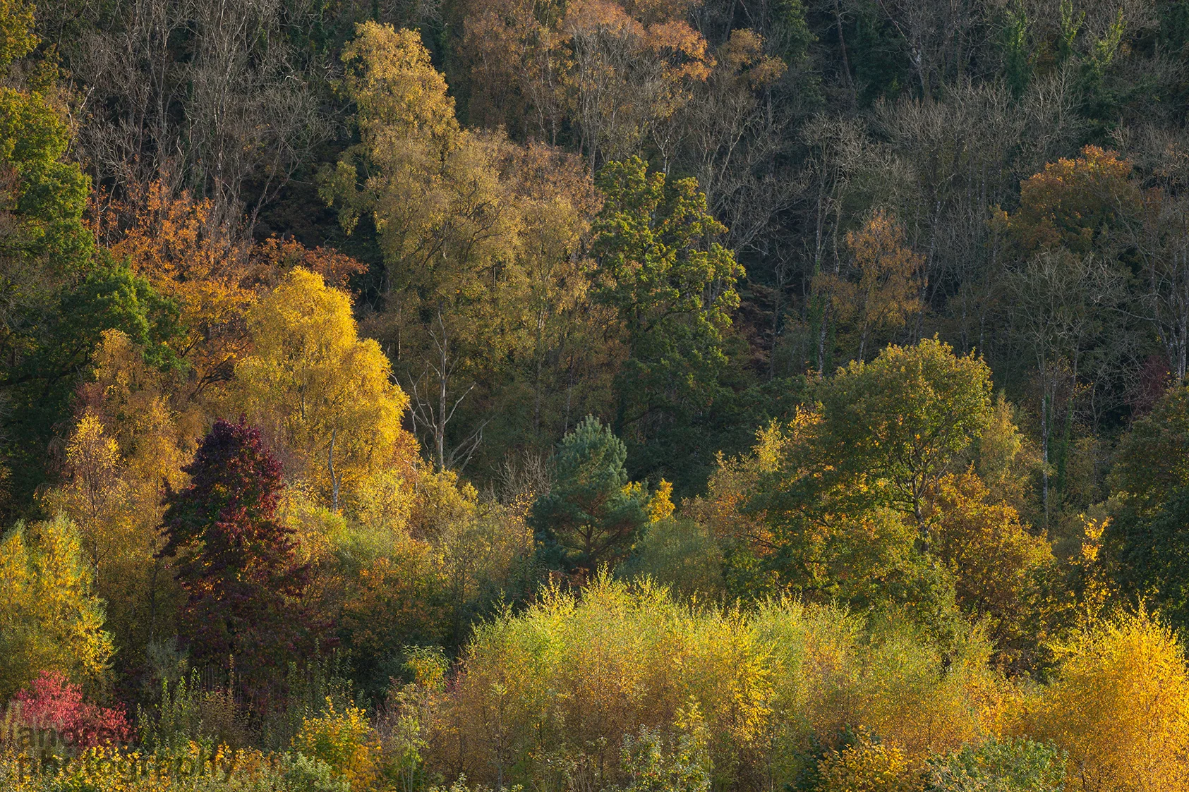 Autumn Woodland2_72dpi-1562.jpg