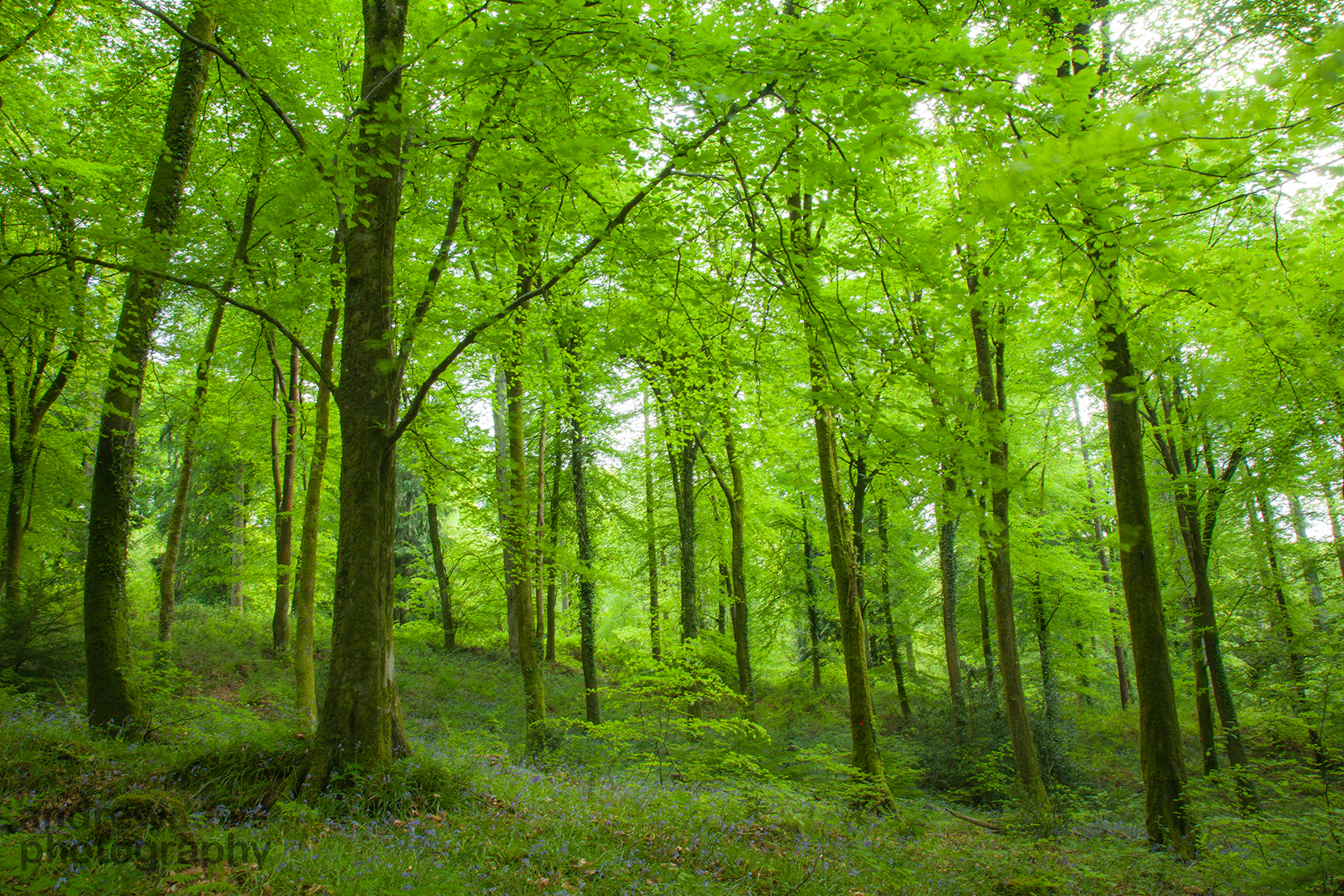 Spring Beech pm 1_72dpi-0225.jpg