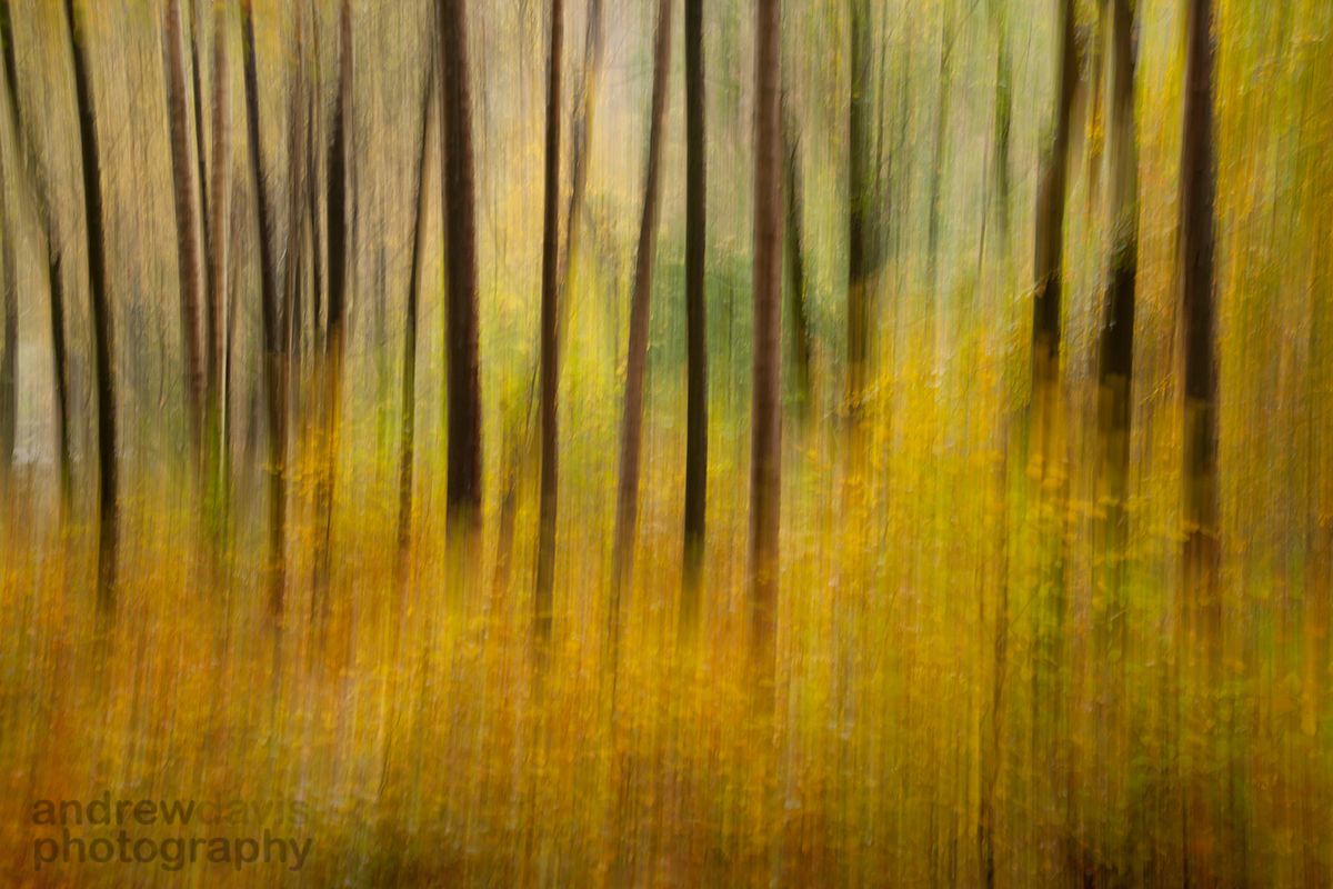 Autumn Abstract - 8027.jpg
