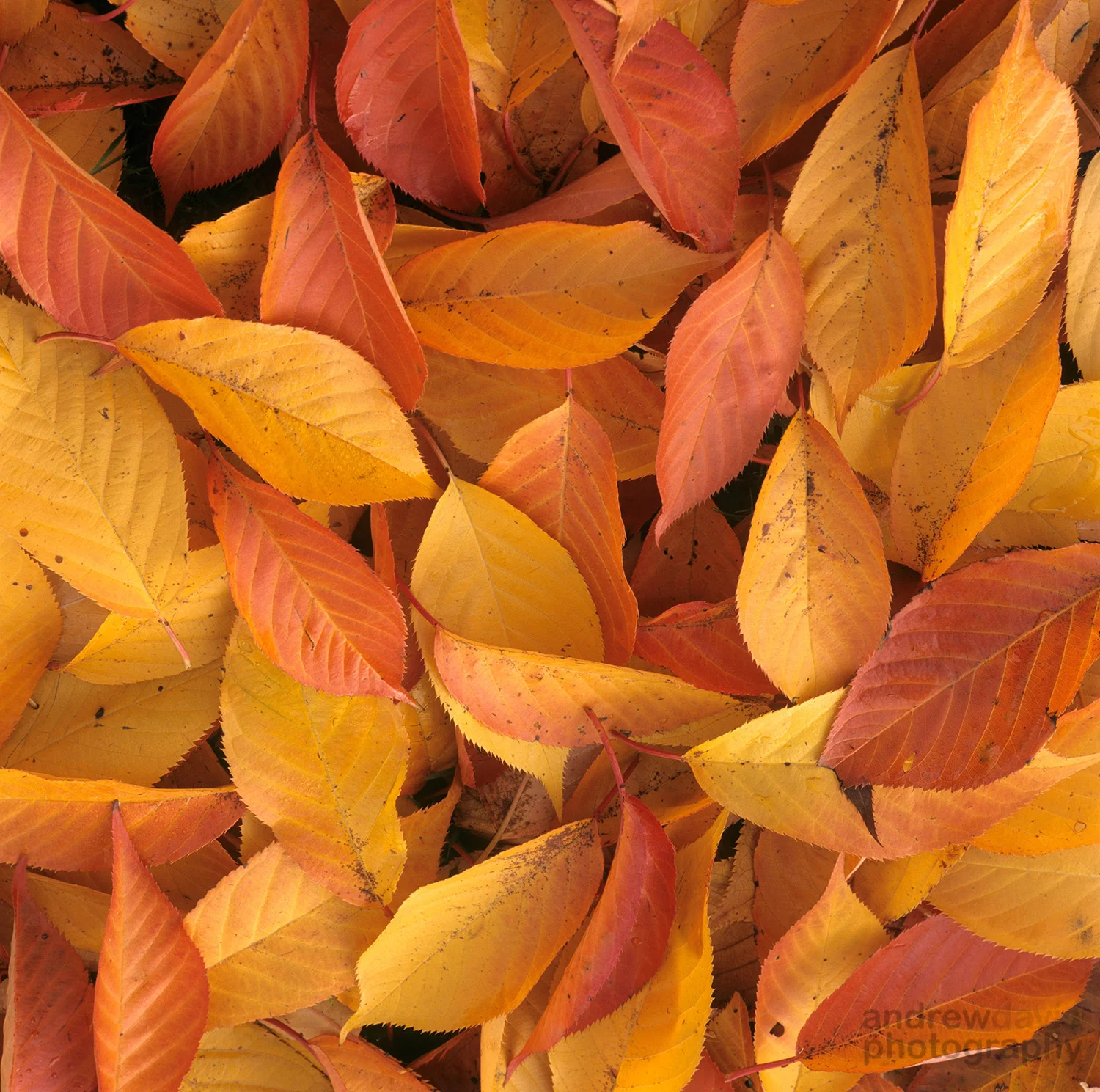 Cherry Leaves 13_72dpi.jpg