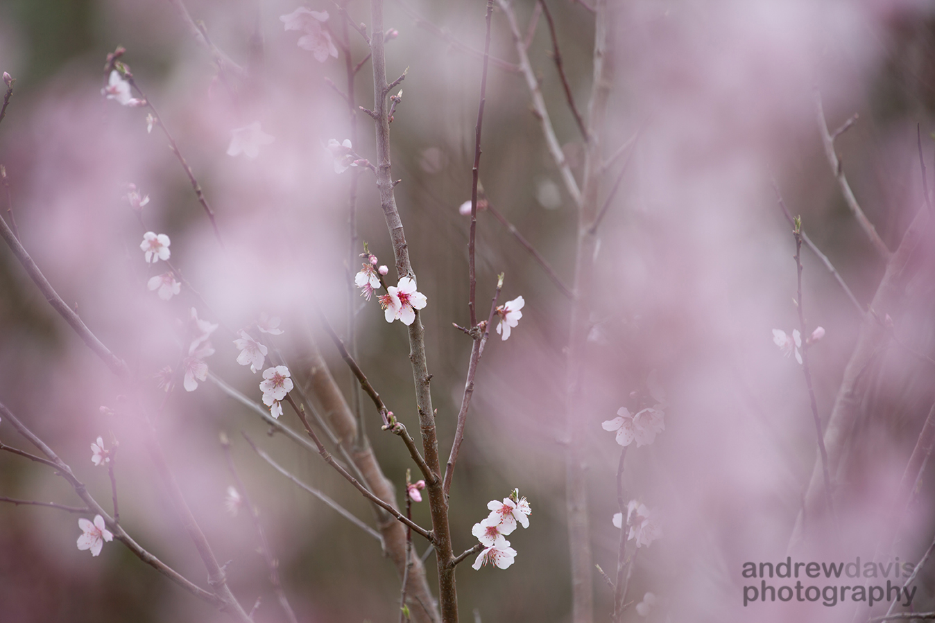 Almond 2_72dpi-2910.jpg