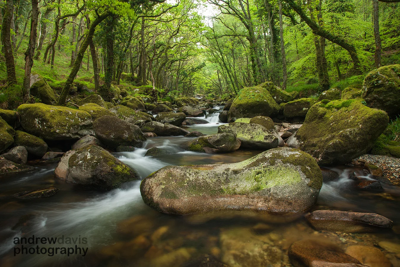 Dewerstone Woods 1_72dpi-3892.jpg