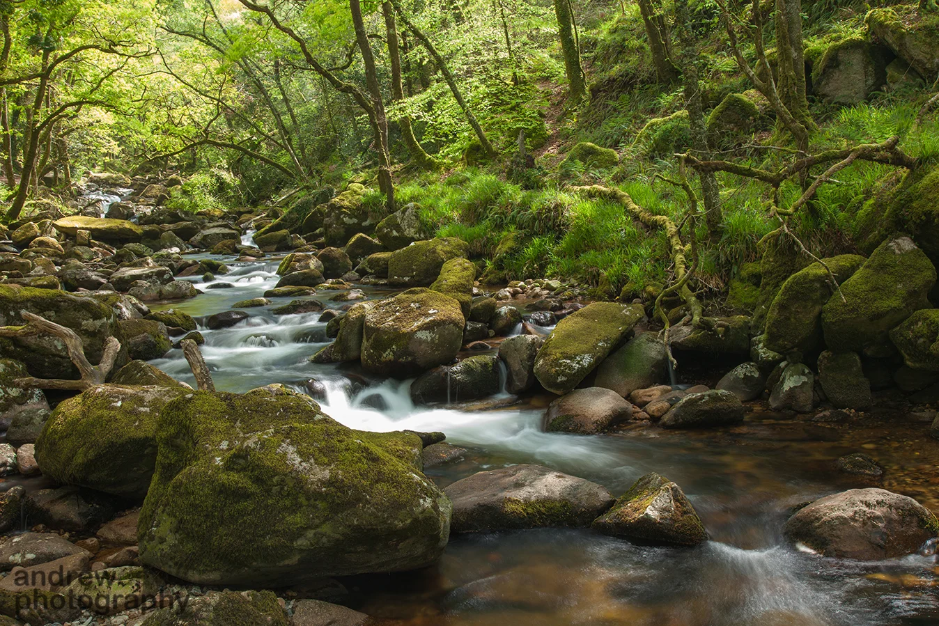 Dewerstone Wood 2_72dpi-3905.jpg