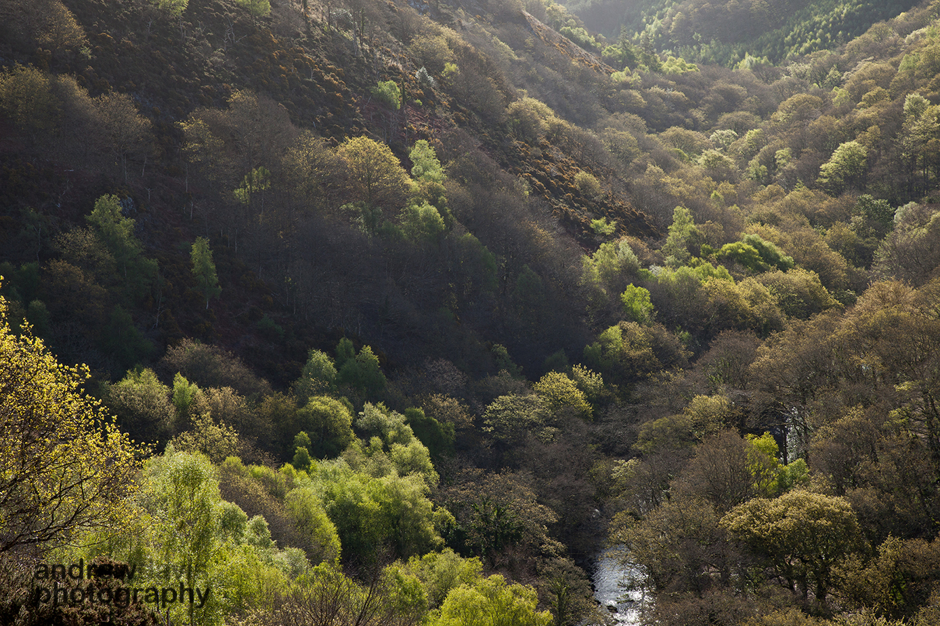 Teign Valley Spring 1_72dpi-3286.jpg