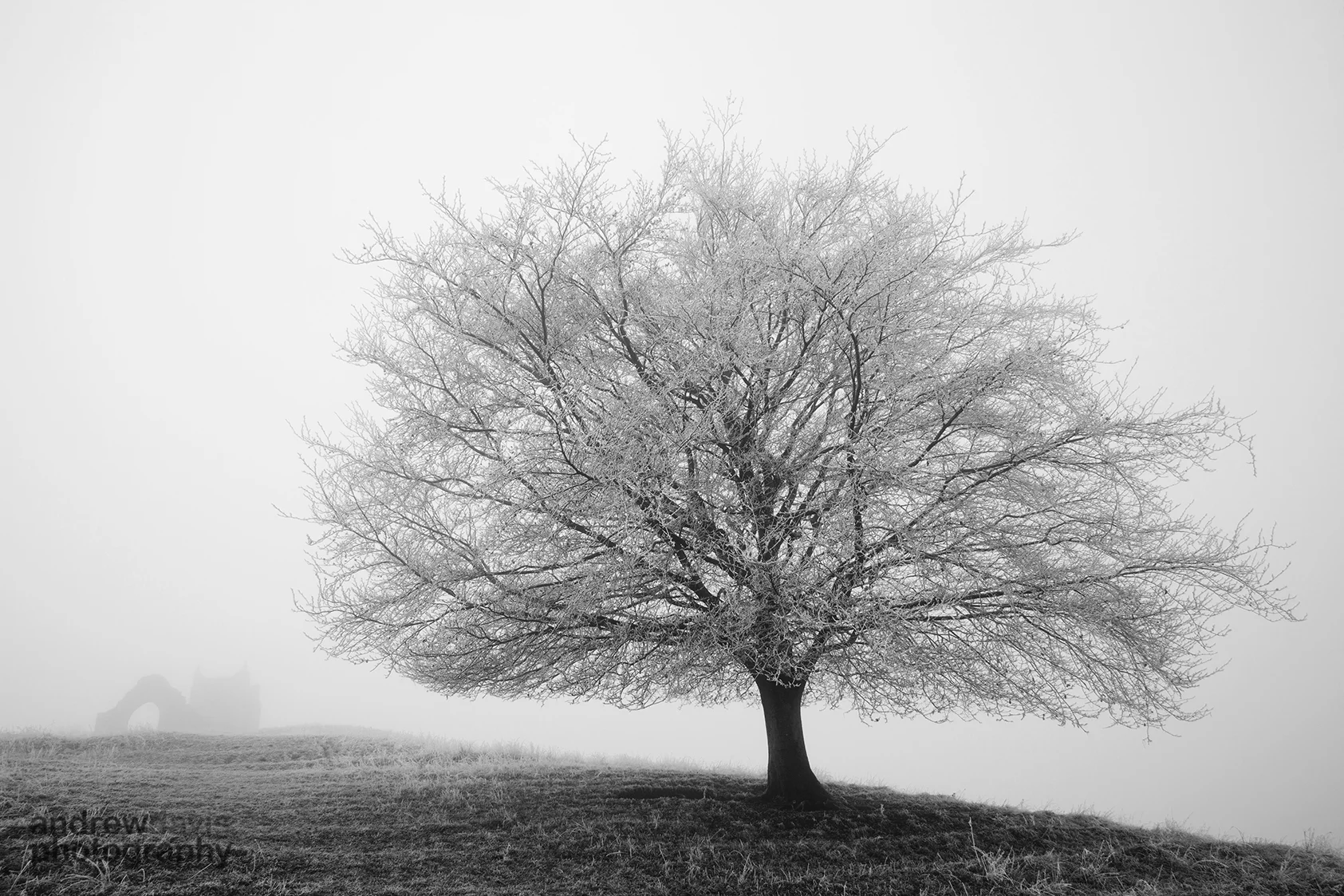 Frost Tree 1 Curves BW_72dpi-2196.jpg
