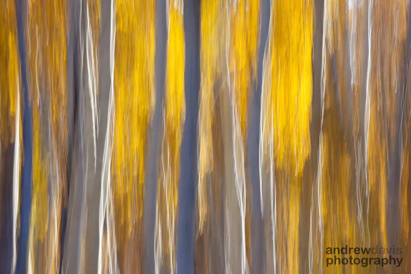 Aspens 1_72dpi-6596.jpg