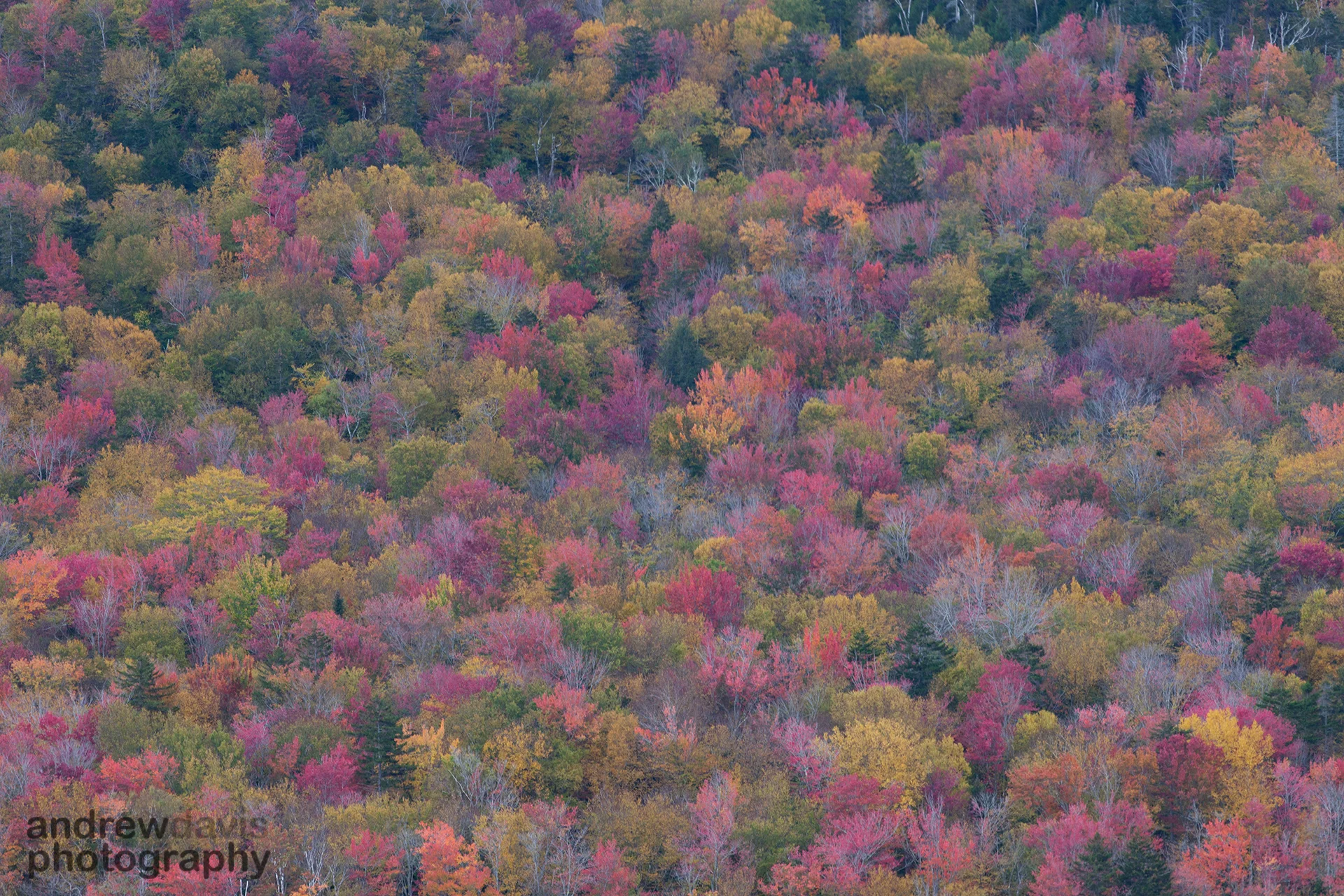 Autumn Colour Palette 4_1920-6243.jpg