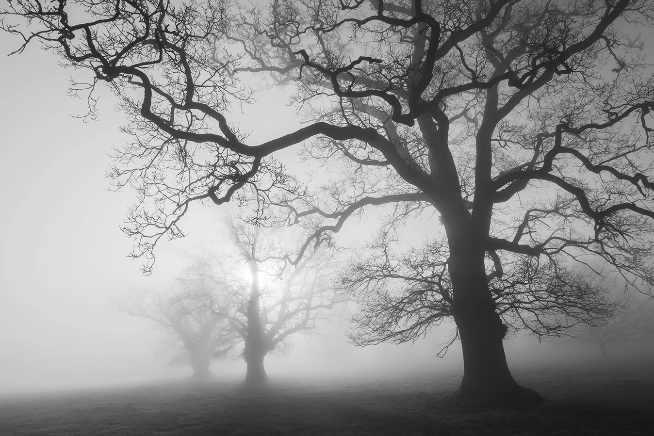Misty Oaks 2.1 BW_72dpi-9442.jpg